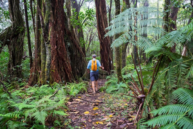 Caminante en el sendero en la selva verde, Hawaii, EE.