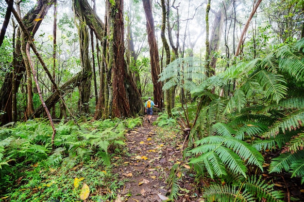 Caminante en el sendero en la selva verde, Hawaii, EE.