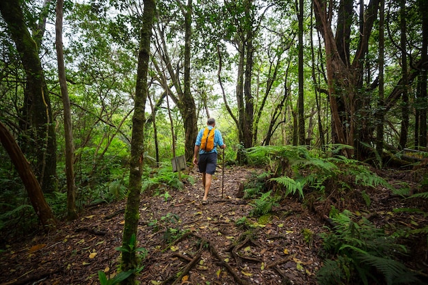 Caminante en el sendero en la selva verde, Hawaii, EE.