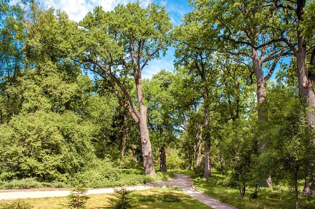 Caminar en el arboreto en verano