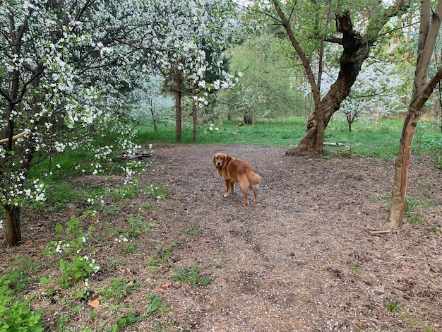 caminar por el bosque florido. cereza blanca y flores de manzana y perro rojo