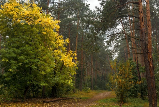 caminar en el bosque de otoño. colores de otoño. nieblas de otoño.