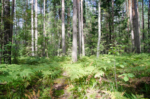 caminar por el bosque de verano por la tarde