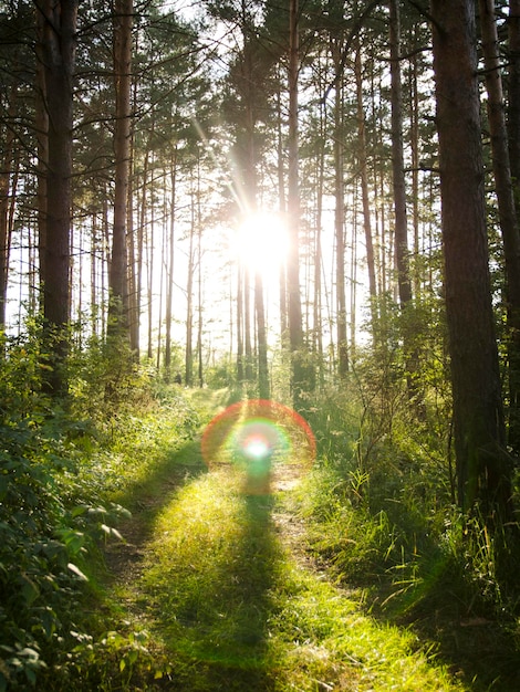 caminar por el bosque de verano