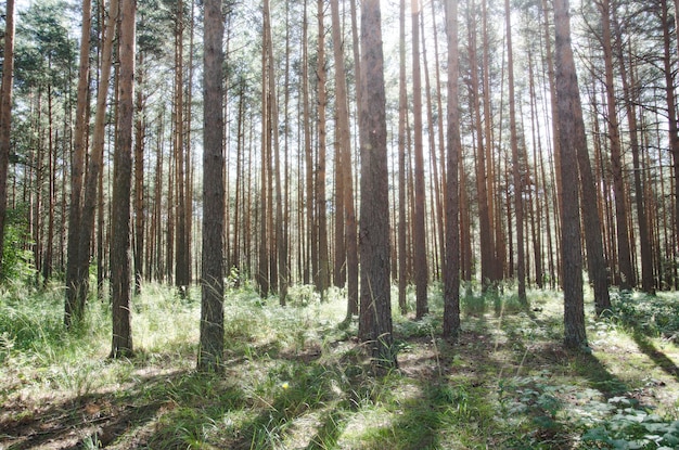 caminar por el bosque de verano