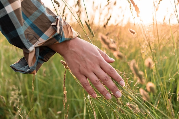 Caminar en un campo con hierba alta La mano femenina acaricia la hierba alta en un campo al atardecer