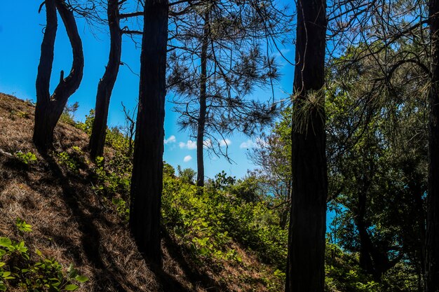 Foto caminar hacia el mar por el bosque