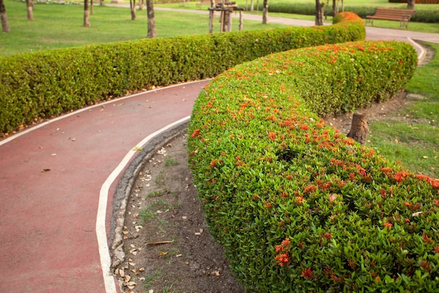 Foto caminar en el parque.