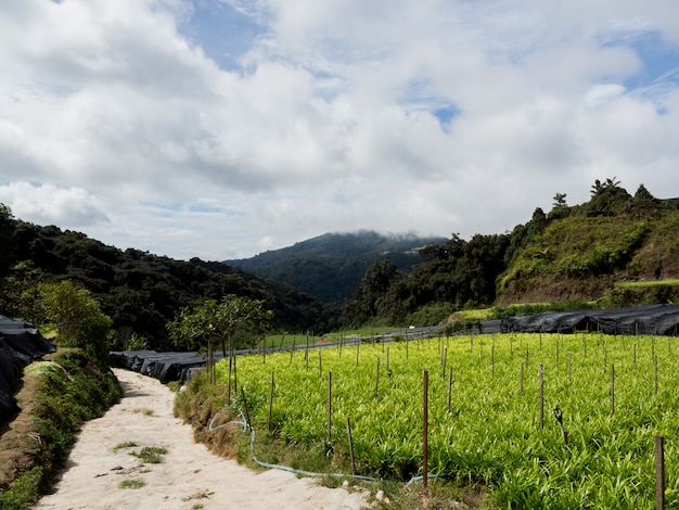 Caminar por el sendero