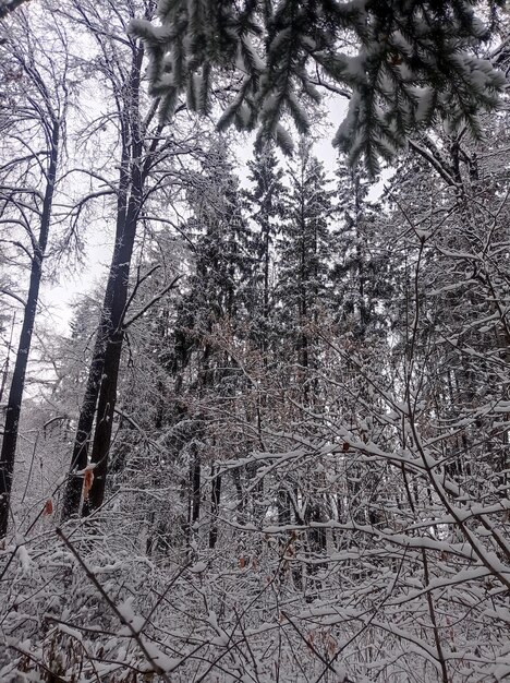 caminar en un viejo hermoso parque descuidado cubierto de nieve invierno mañana nublada tarde