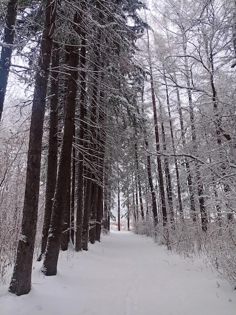 caminar en un viejo hermoso parque descuidado cubierto de nieve invierno mañana nublada tarde