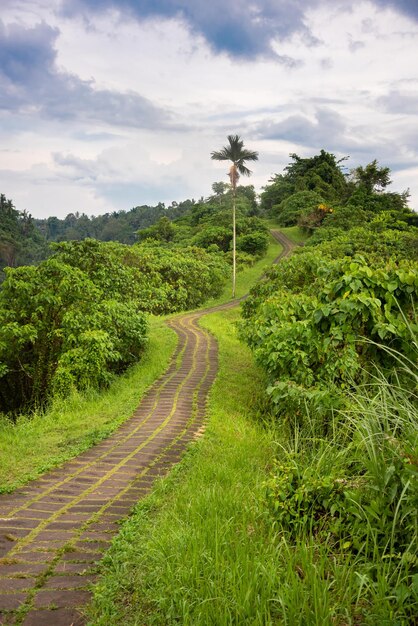 Caminata por la cresta de Campuhan en Bali Indonatia Un camino famoso en el bosque tropical