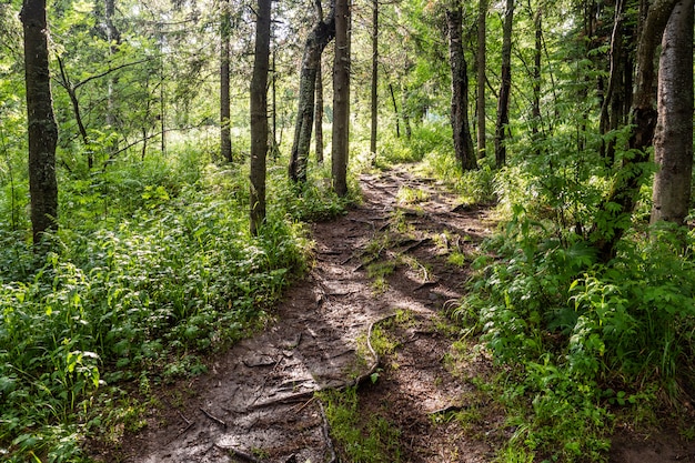 caminata forestal con árboles