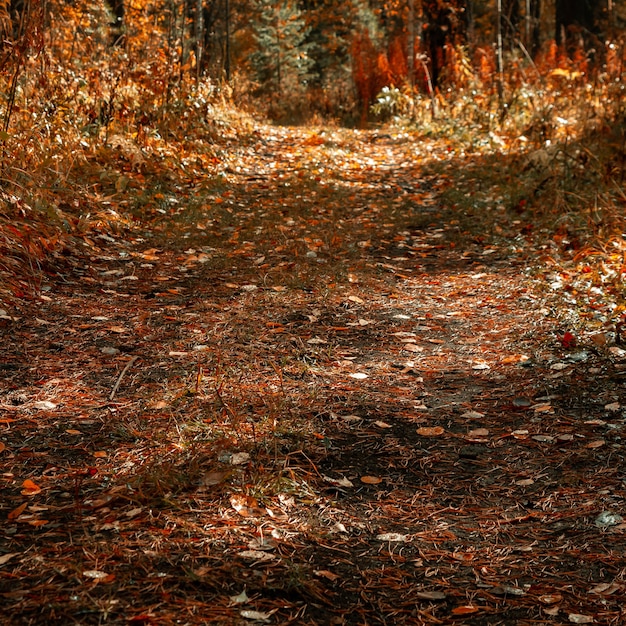 Caminata otoñal por el camino viejo en el bosque. Paisaje otoñal en los rayos del sol. Paisaje de otoño con coloridos árboles de follaje de otoño.