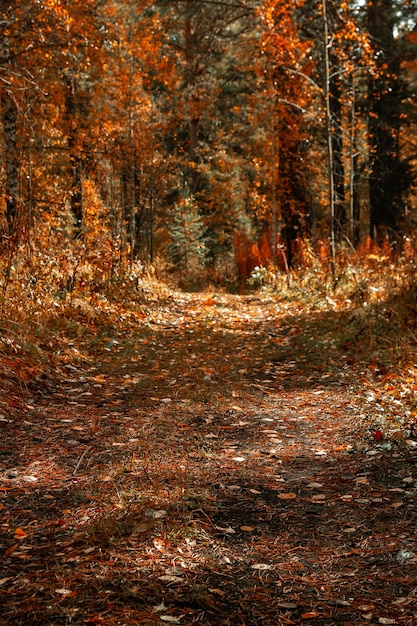 Caminata otoñal por el camino viejo en el bosque. Paisaje otoñal en los rayos del sol. Paisaje de otoño con coloridos árboles de follaje de otoño.