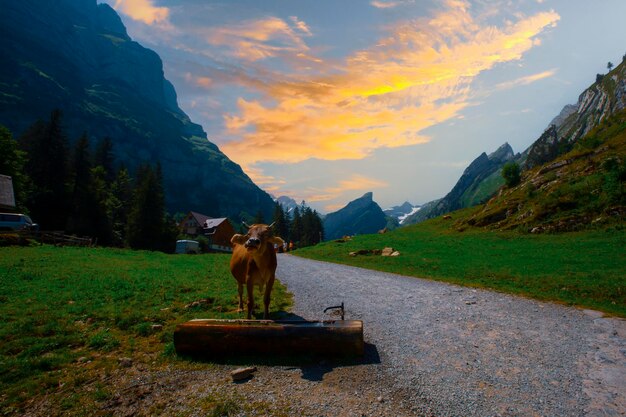 Caminata por el Seealpsee en los Alpes