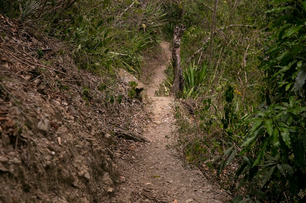 Caminata por la selva peruana cerca del río Vilcanota en el pueblo de Santa Rosa