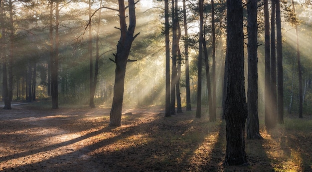 Camine en el bosque soleado. rayos de sol