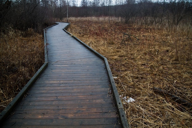 Caminhada de inverno através das tranquilas zonas húmidas de Michigan