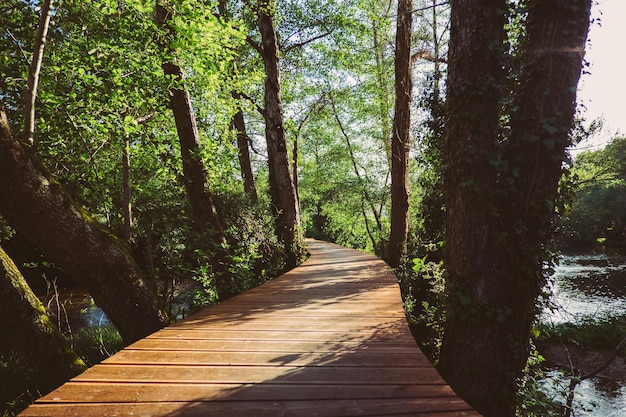 Caminhada de madeira para a floresta