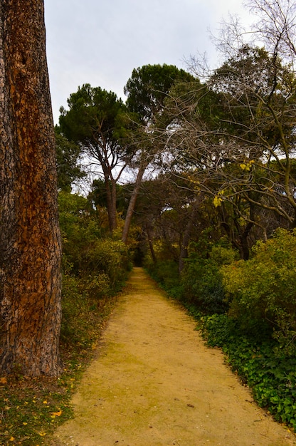 Foto caminhada estreita ao longo das árvores