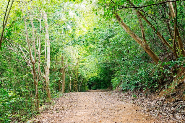 Caminhada na floresta tropical verdejante