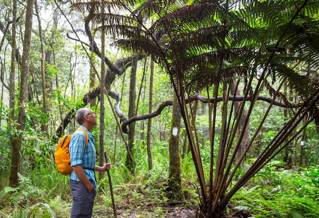 Caminhada na selva na ilha do Havaí