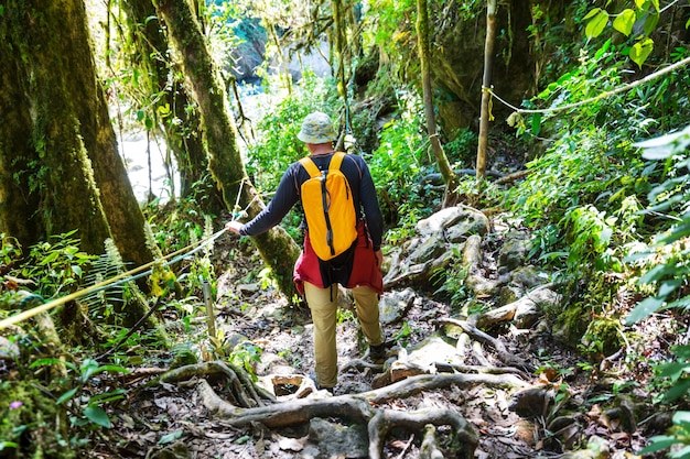 Caminhada na selva tropical verde, Costa Rica, América Central