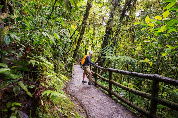 Caminhada na selva tropical verde, costa rica, américa central