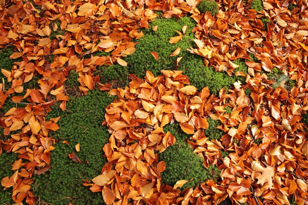 Foto caminhada pelo parque de veluwe