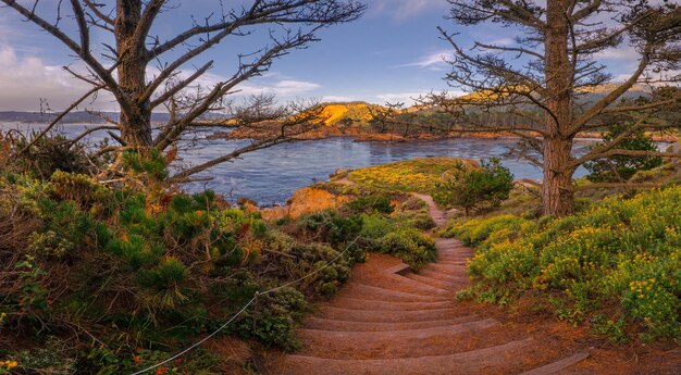 Foto caminhadas com flores silvestres com vista para a reserva estadual de whalers cove pt lobos