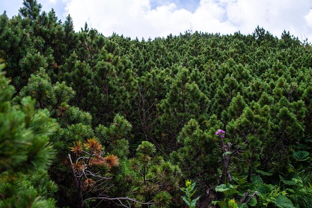 Caminhadas na montanha. Belas vistas da montanha. Florestas de coníferas e prados alpinos