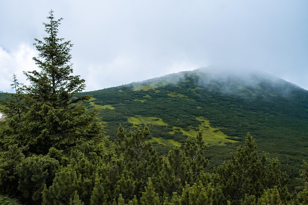 Caminhadas na montanha. Belas vistas da montanha. Florestas de coníferas e prados alpinos