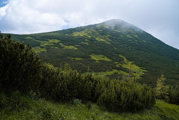 Caminhadas na montanha. Belas vistas da montanha. Florestas de coníferas e prados alpinos