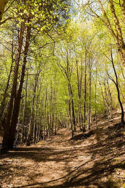 Caminhadas nas árvores altas da floresta e dia ensolarado