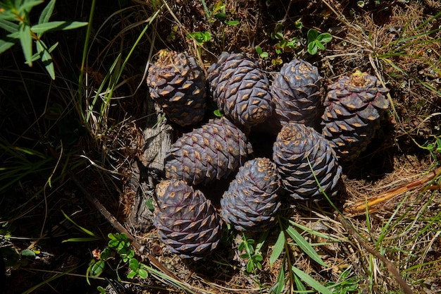 Caminhadas nas montanhas rios e lagos de montanha paisagem de verão de cumes e picos uma viagem incrível