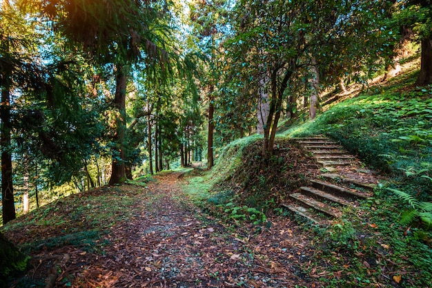 Caminhando na trilha em uma floresta calma misteriosa verde