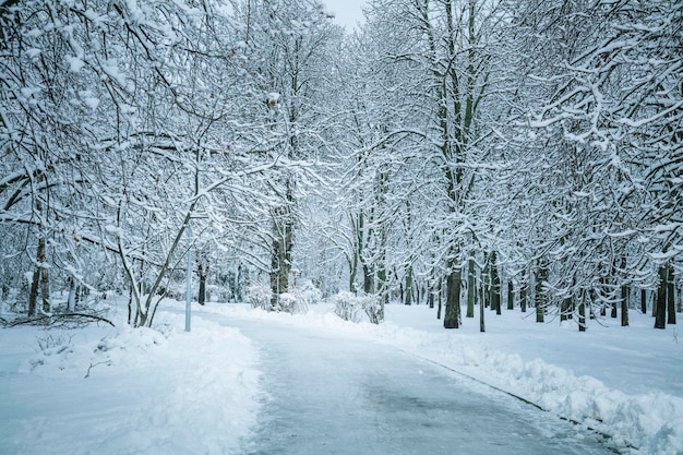 Caminhando no parque de inverno Árvores de inverno cobertas com clima calmo de neve Fundo de floresta de inverno
