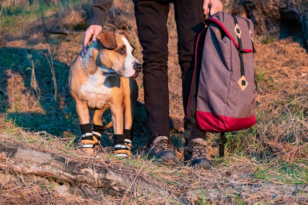 Caminhante e cachorro com sapatos de caminhada ficam lado a lado na floresta. cachorro com botas de caminhada e um homem segurando uma mochila na foto ao sol da tarde