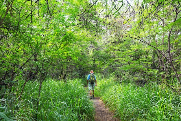 Caminhante na trilha na selva verde, havaí, eua