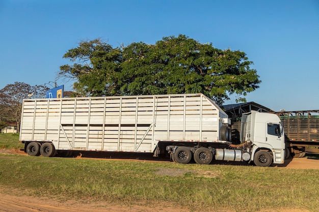 Foto caminhão caubói para transporte de bois e vacas.