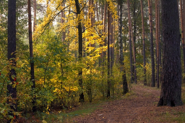 caminhar na floresta de outono. cores do outono. nevoeiros de outono.