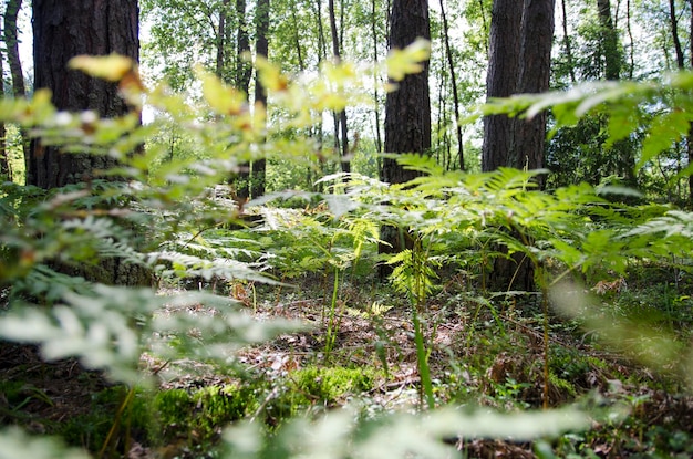 caminhar pela floresta de verão à tarde