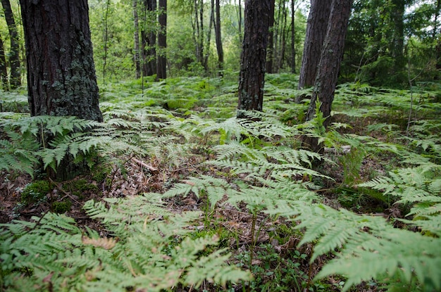 caminhar pela floresta de verão à tarde