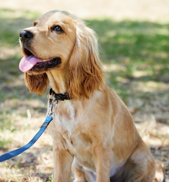 Caminhe como um cachorro, eles o levarão na direção certa Foto de um adorável filhote de cocker spaniel sentado na grama se preparando para passear