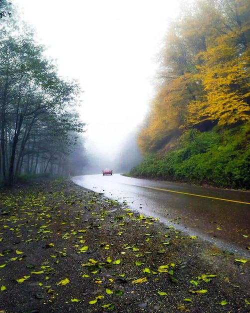 Caminhe na estrada de outono floresta paisagem natural de verão belos papéis de parede da natureza