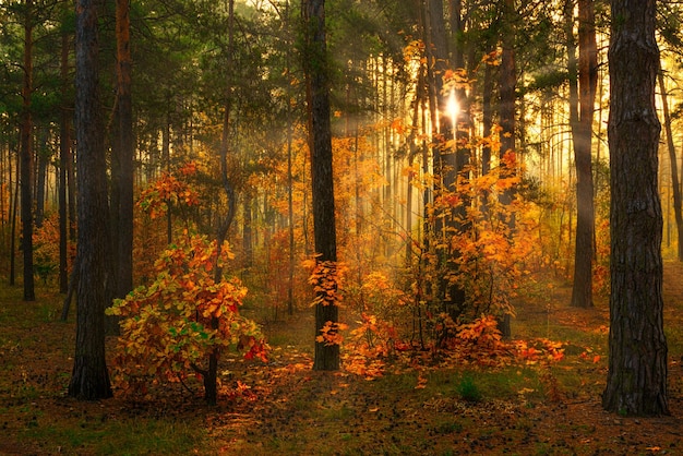 Caminhe na floresta. De manhã cedo. Raios solares. beleza de outono