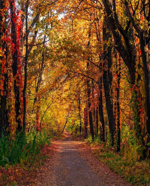 Caminhe na floresta de outono. Cores do outono. Névoas de outono. Cores do outono