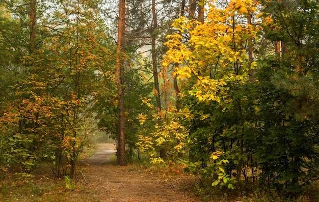Caminhe na floresta de outono. Cores do outono. Névoas de outono. Melancólico.