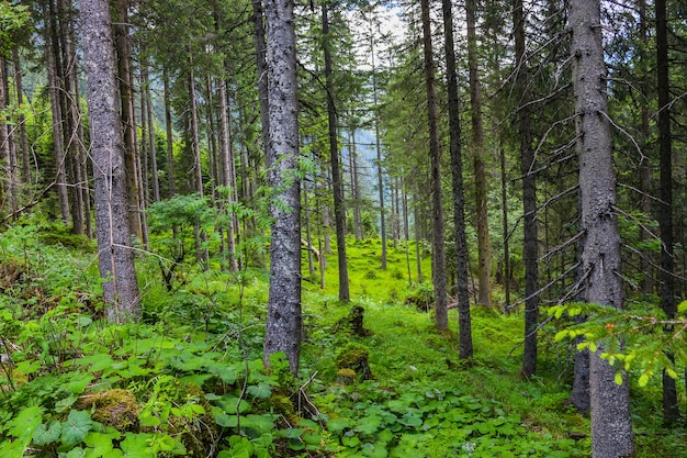 Caminhe na misteriosa floresta escura e velha. Dia ensolarado de outono na Áustria